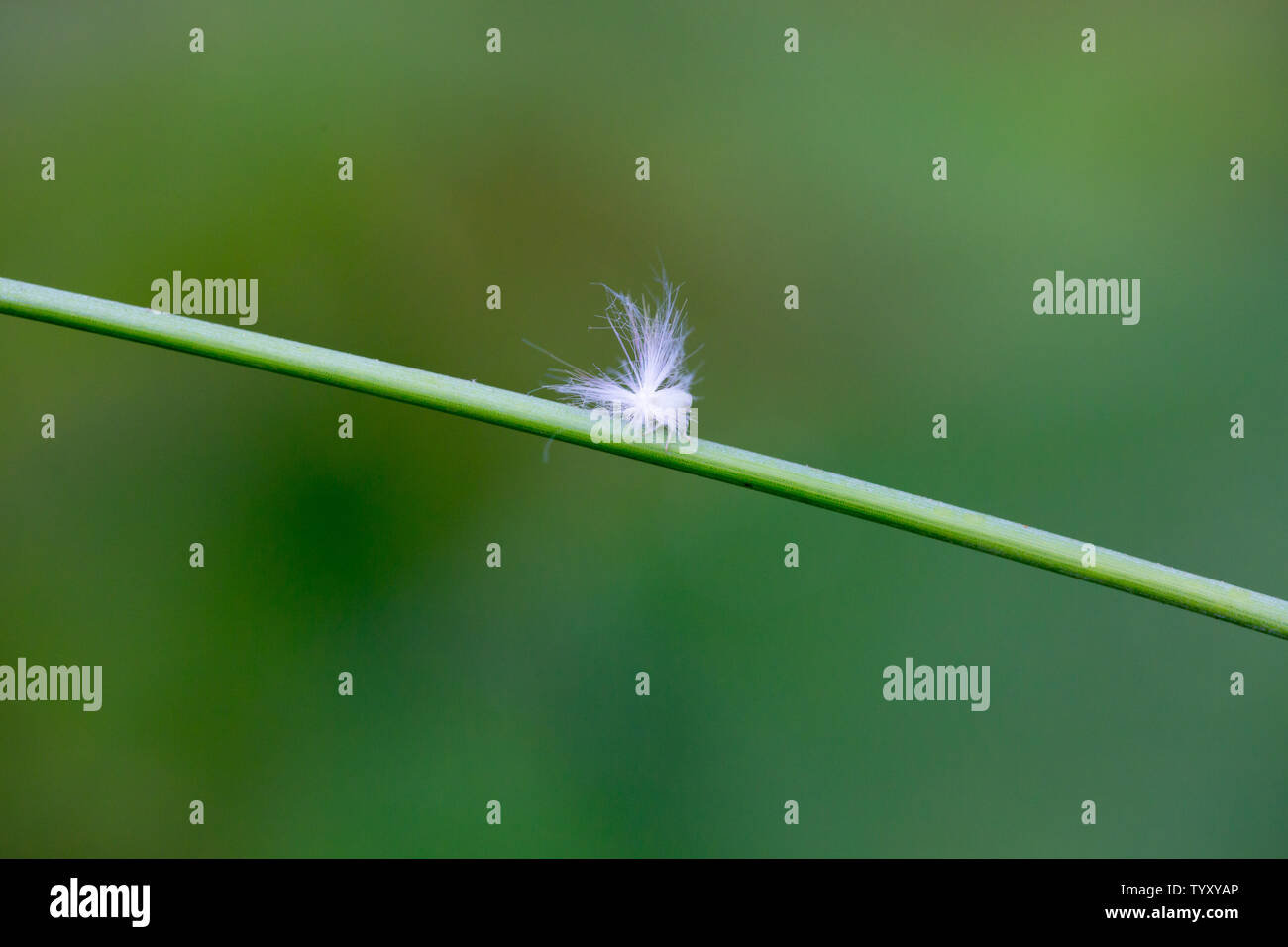 Le larve di cera alato cicale Foto Stock