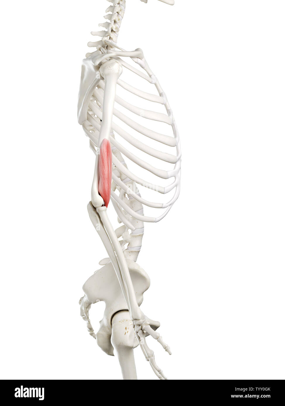 3D Rendering accurato dal punto di vista medico illustrazione di un womans Brachialis Foto Stock