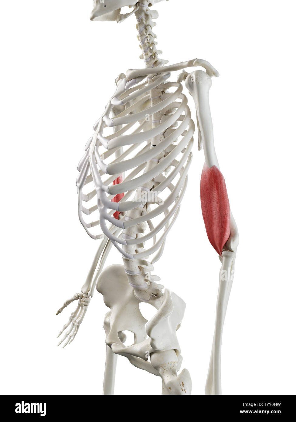 3D Rendering accurato dal punto di vista medico illustrazione di un womans Brachialis Foto Stock
