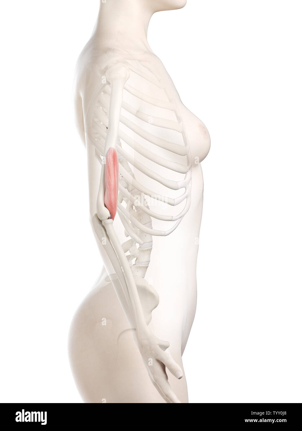 3D Rendering accurato dal punto di vista medico illustrazione di un womans Brachialis Foto Stock