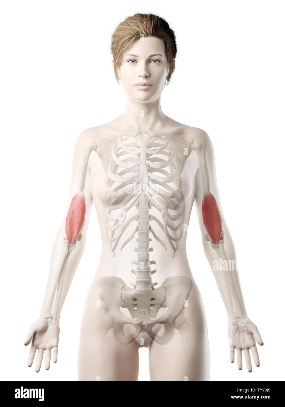 3D Rendering accurato dal punto di vista medico illustrazione di un womans Brachialis Foto Stock