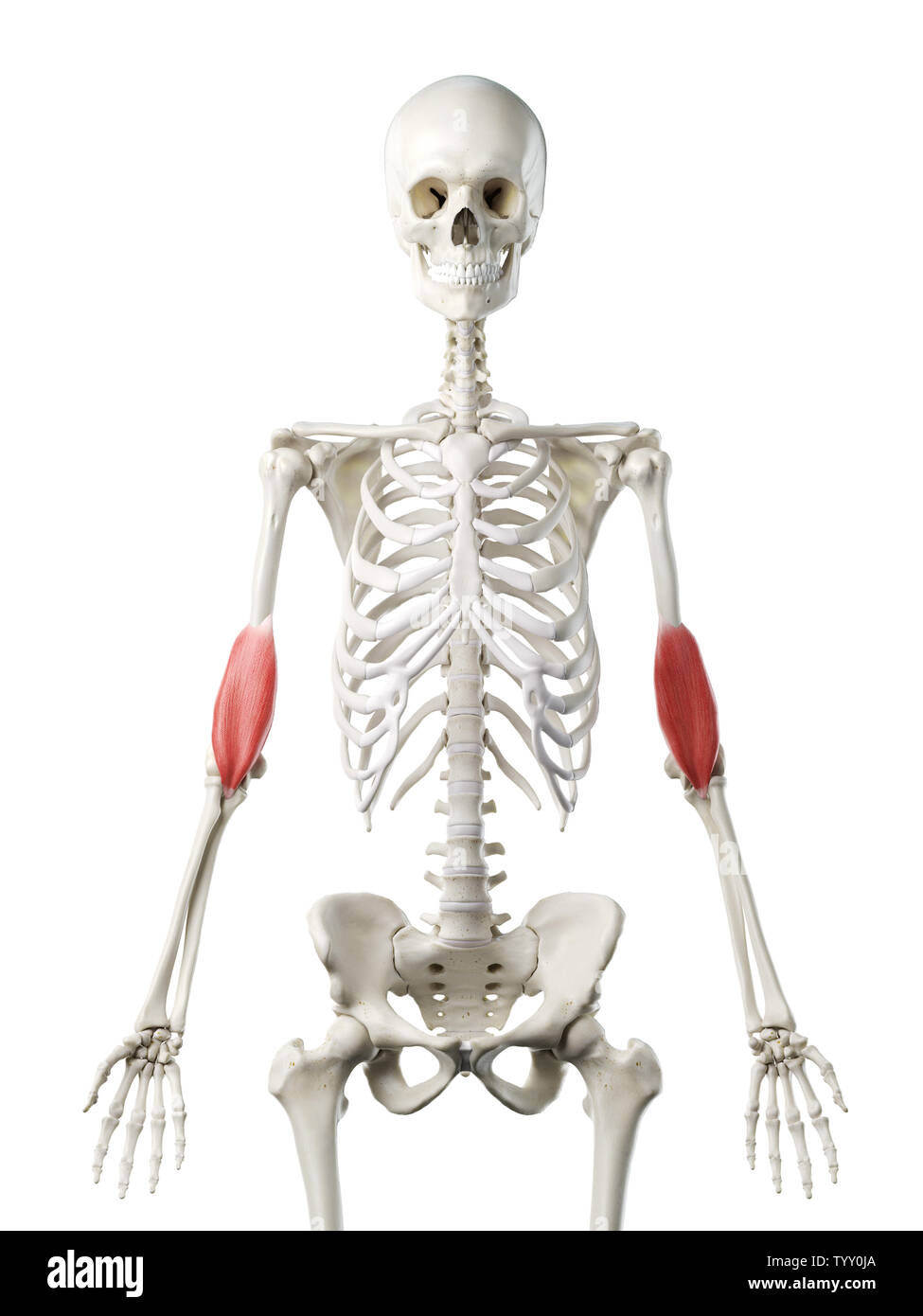 3D Rendering accurato dal punto di vista medico illustrazione di un womans Brachialis Foto Stock