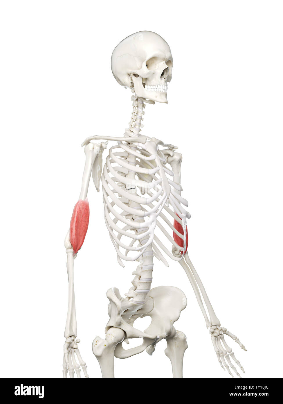 3D Rendering accurato dal punto di vista medico illustrazione di un womans Brachialis Foto Stock