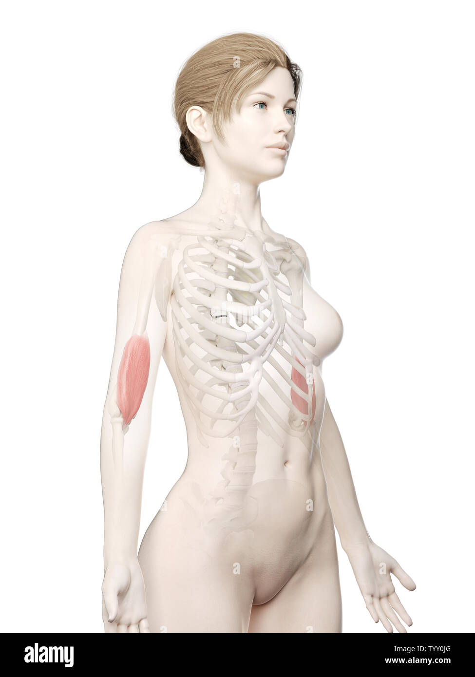 3D Rendering accurato dal punto di vista medico illustrazione di un womans Brachialis Foto Stock