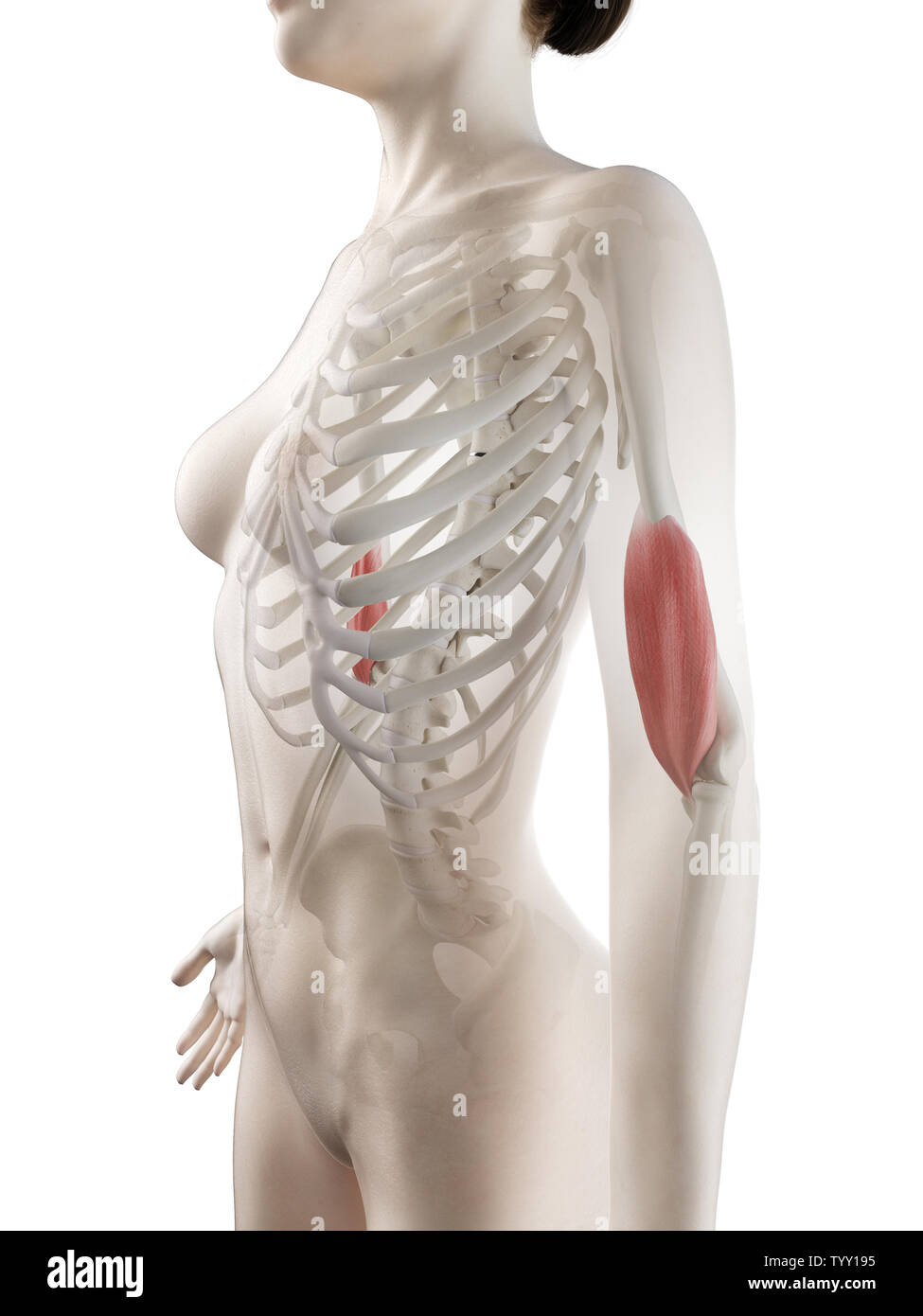 3D Rendering accurato dal punto di vista medico illustrazione di un womans Brachialis Foto Stock