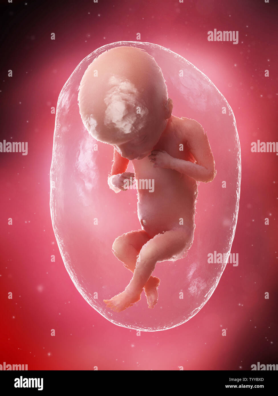 3D Rendering accurato dal punto di vista medico illustrazione di un feto - Settimana 18 Foto Stock
