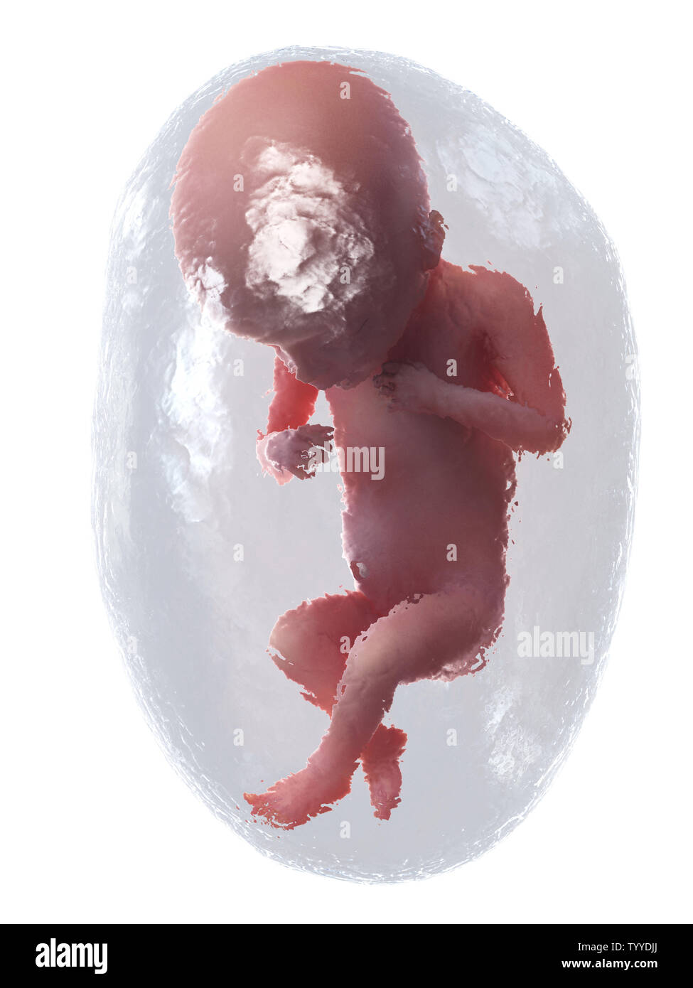3D Rendering accurato dal punto di vista medico illustrazione di un feto umano - Settimana 18 Foto Stock
