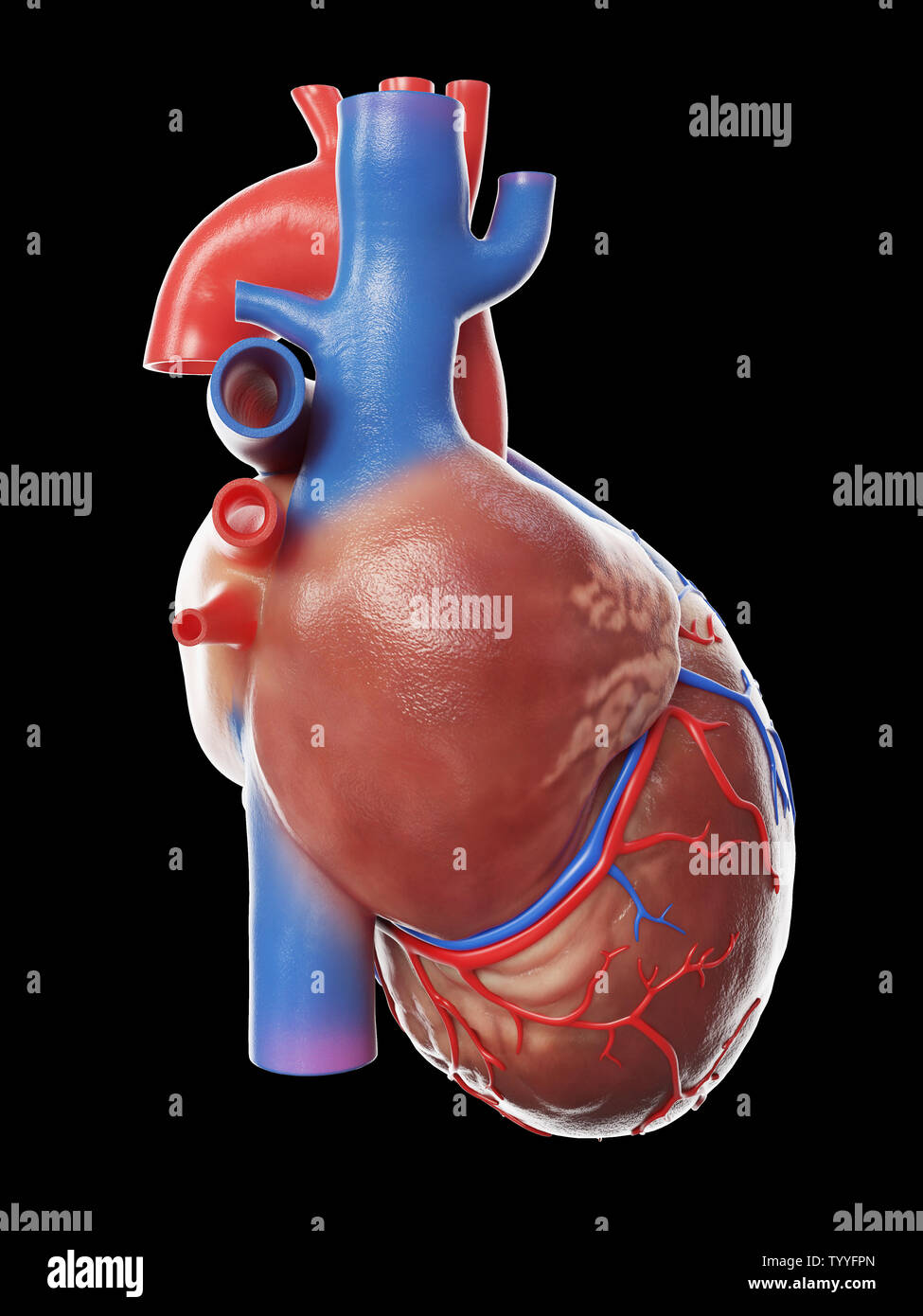 3D Rendering accurato dal punto di vista medico illustrazione di un soggetto umano sano cuore Foto Stock