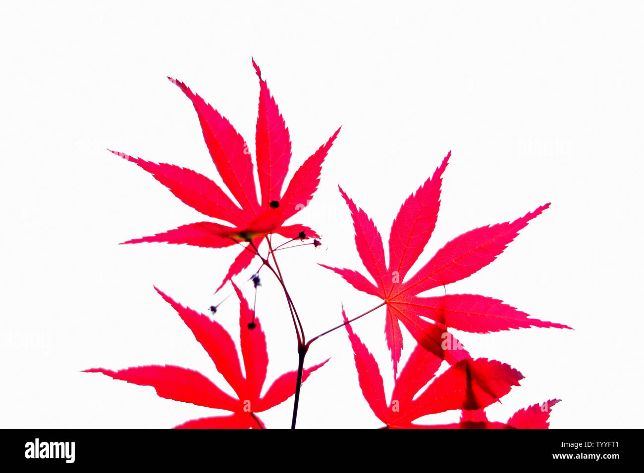 foglia di acero Foto Stock