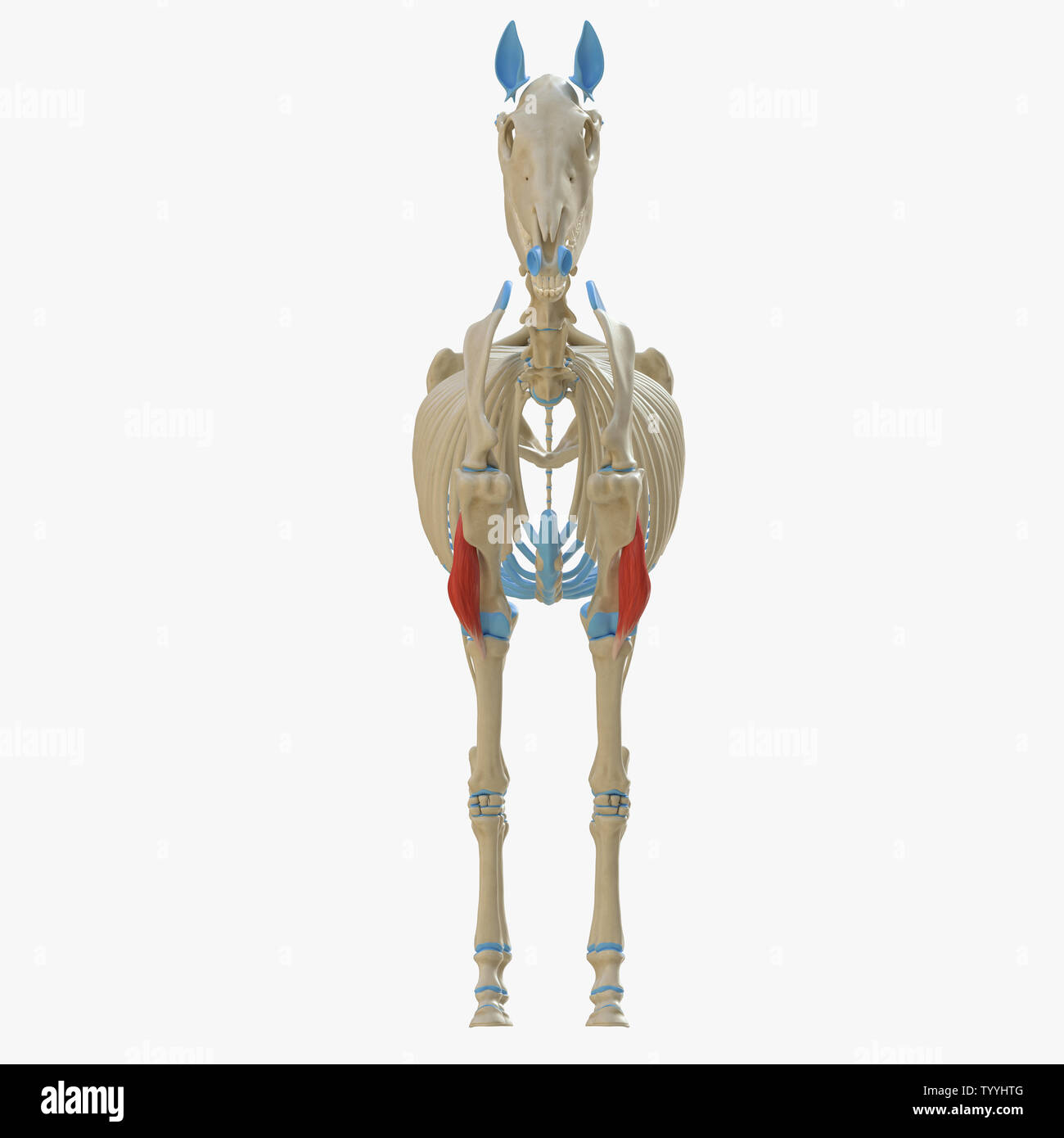3D Rendering accurato dal punto di vista medico illustrazione del muscolo equino anatomy - Brachialis Foto Stock