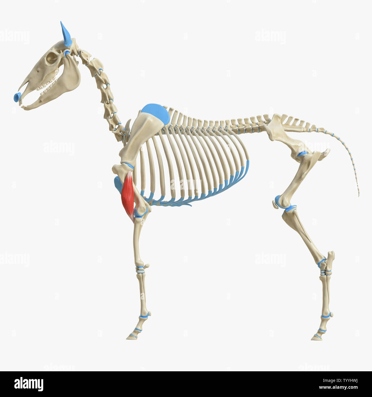 3D Rendering accurato dal punto di vista medico illustrazione del muscolo equino anatomy - Brachialis Foto Stock