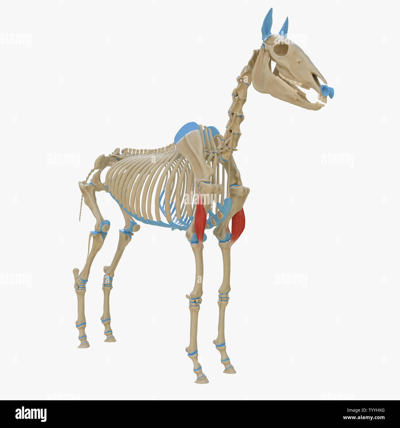 3D Rendering accurato dal punto di vista medico illustrazione del muscolo equino anatomy - Brachialis Foto Stock