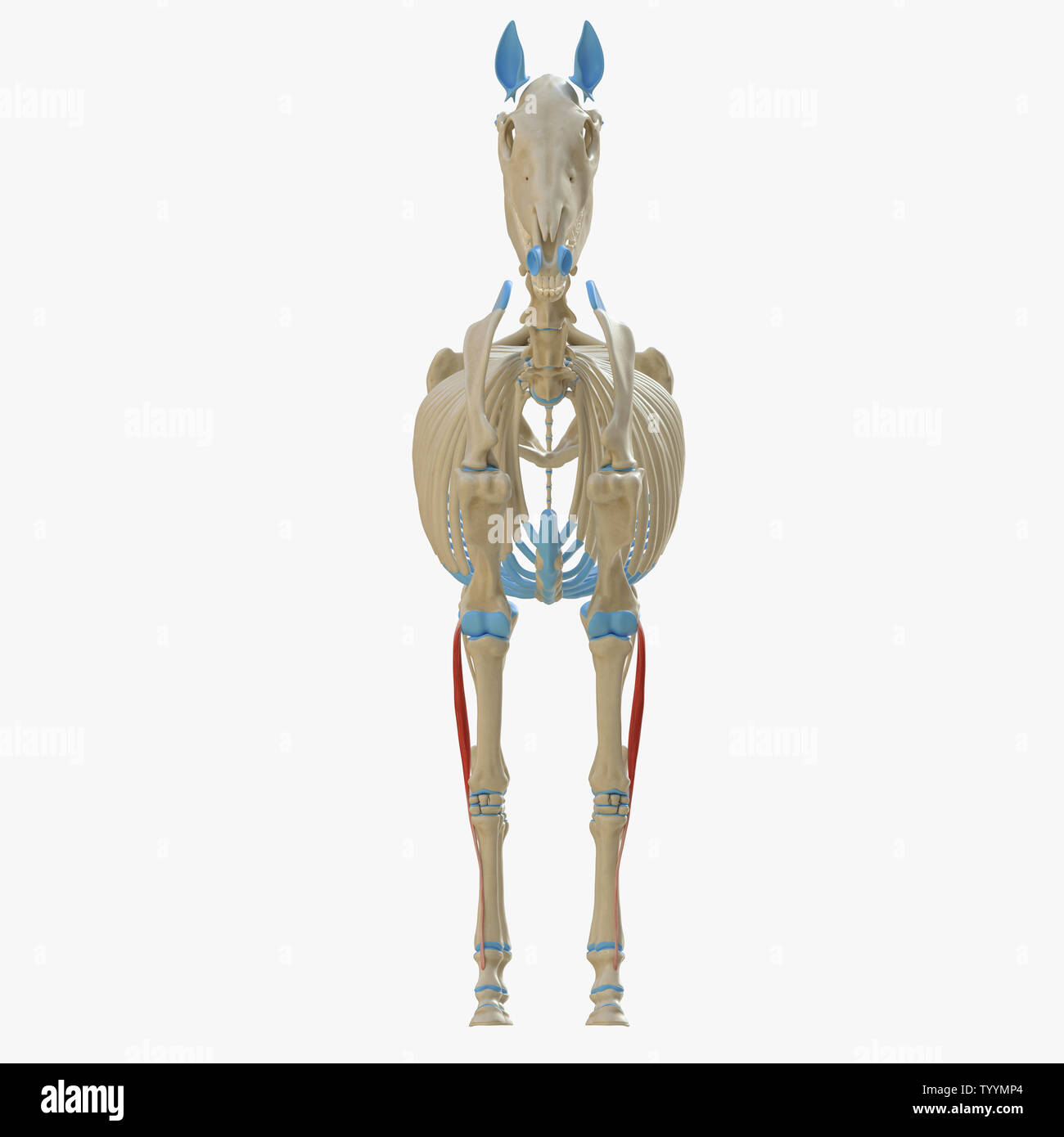flexor-digitorum-superficialis-horse-immagini-e-fotografie-stock-ad