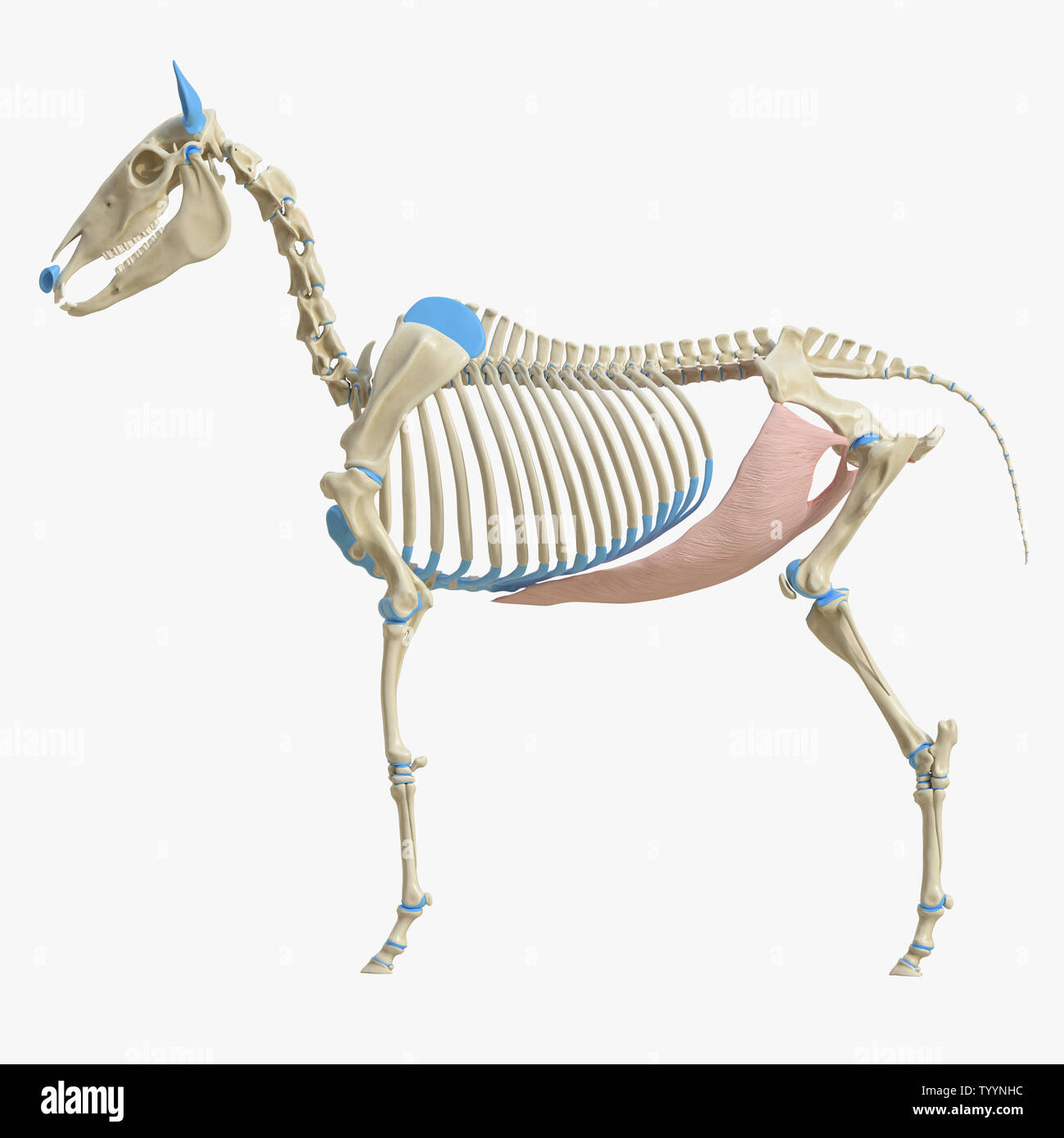 3D Rendering accurato dal punto di vista medico illustrazione del muscolo equino anatomy - Obliquus Externus addominali Foto Stock
