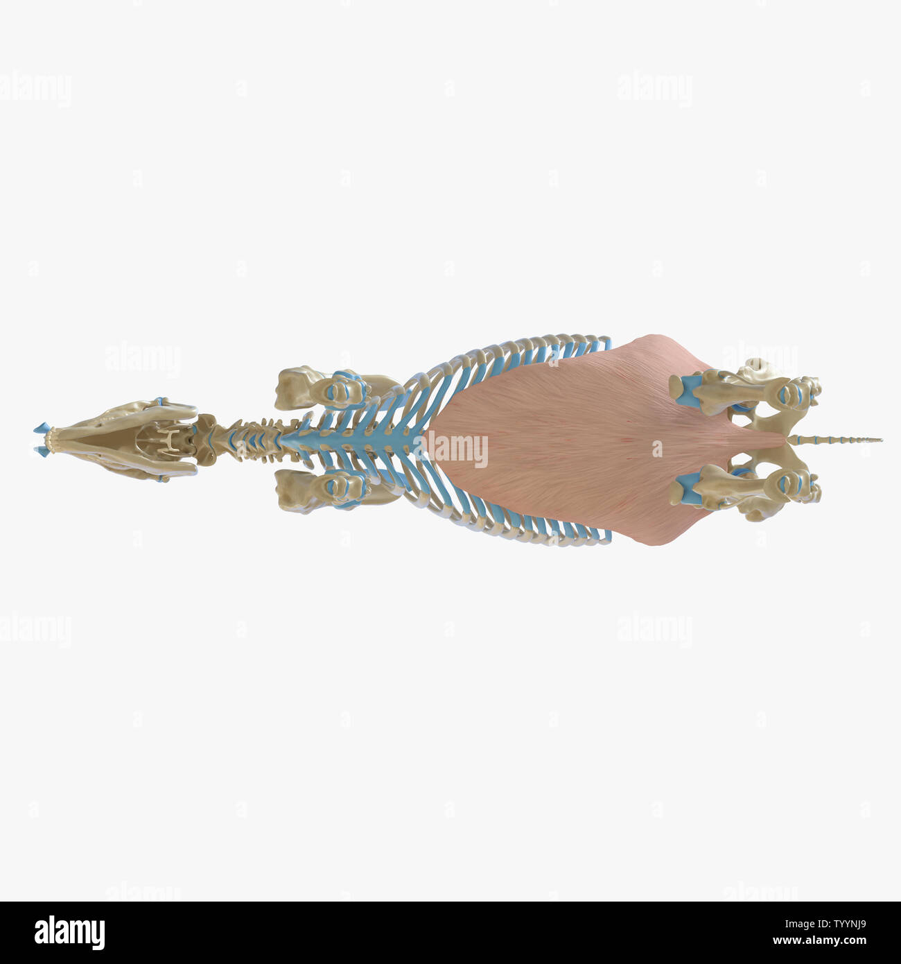 3D Rendering accurato dal punto di vista medico illustrazione del muscolo equino anatomy - Obliquus Externus addominali Foto Stock