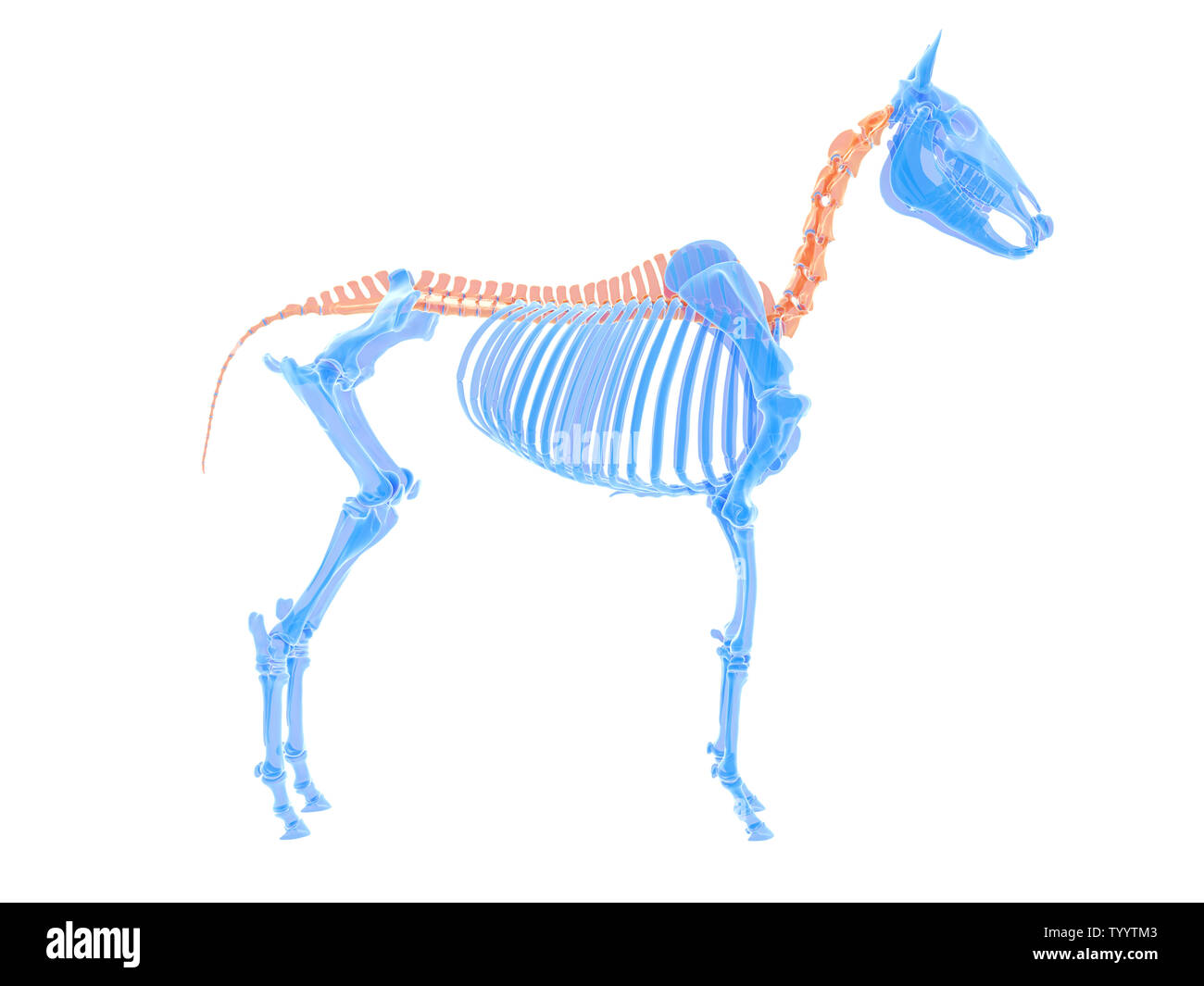 3D Rendering accurato dal punto di vista medico illustrazione di una spina dorsale del cavallo Foto Stock