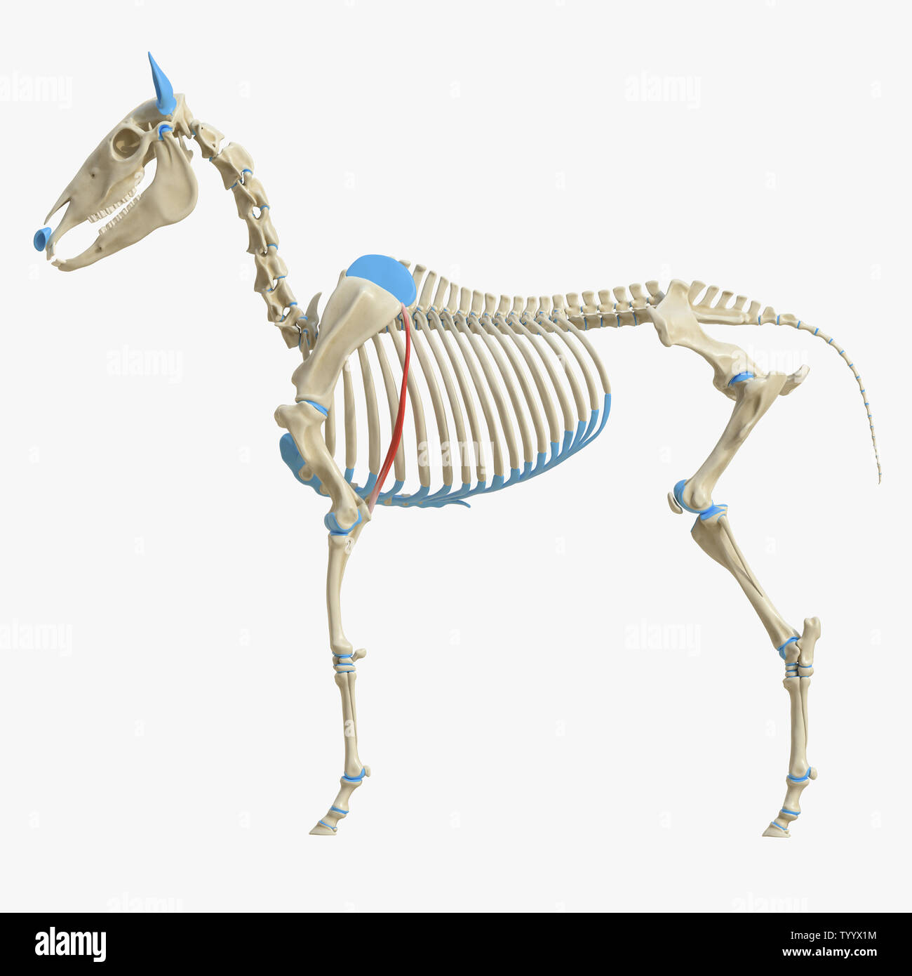 3D Rendering accurato dal punto di vista medico illustrazione del muscolo equino anatomia - scudo tensore Latal Foto Stock