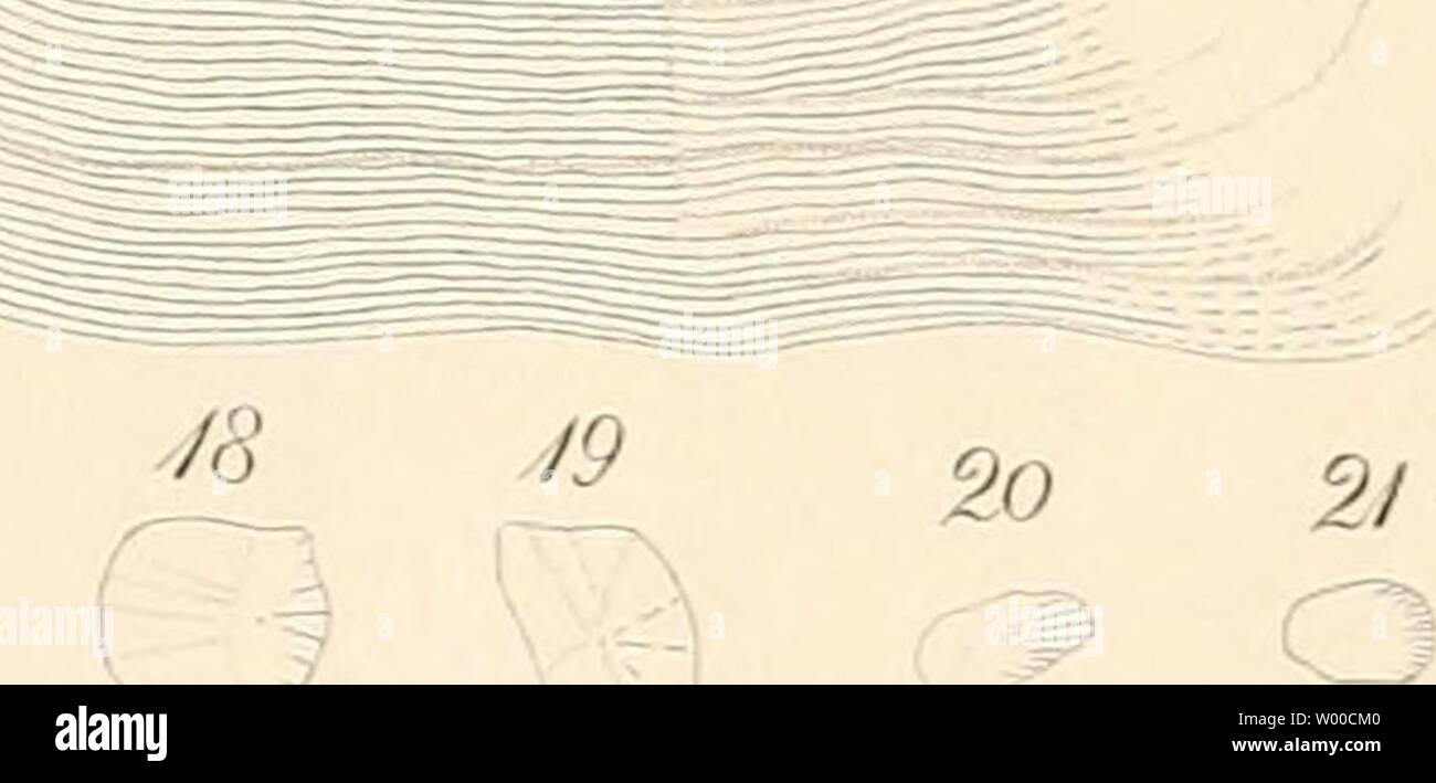 Immagine di archivio da pagina 23 del die fossilen Fischschuppen aus dem Foto Stock