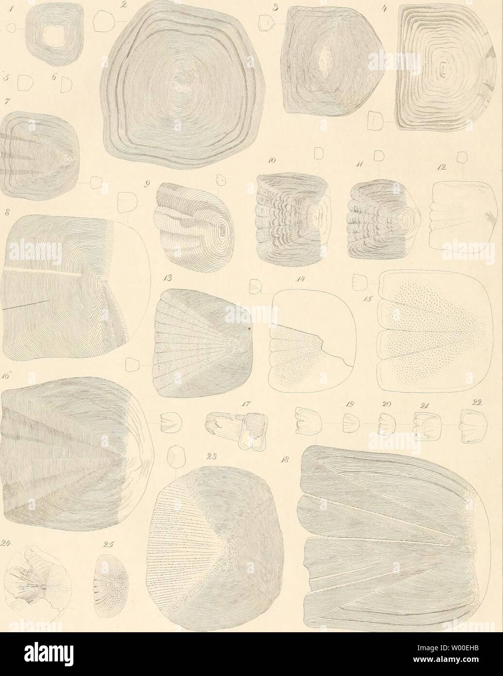 Immagine di archivio da pagina 27 del die fossilen Fischschuppen aus dem Foto Stock