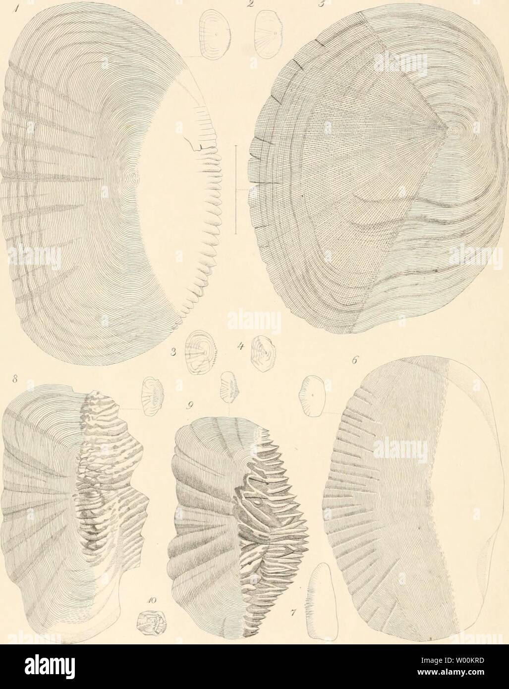 Immagine di archivio da pagina 35 del die fossilen Fischschuppen aus dem Foto Stock