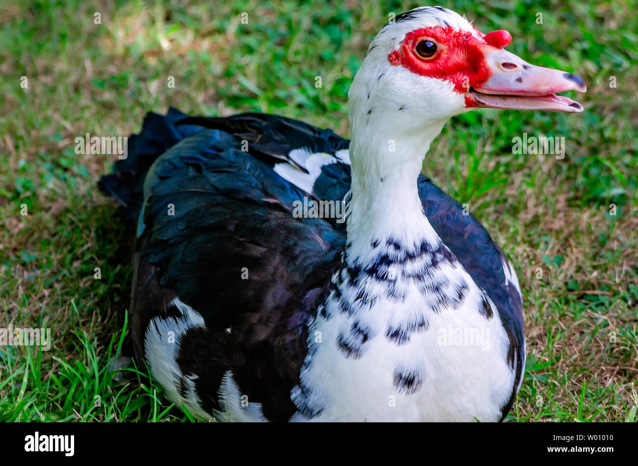 Una femmina di anatra muta (Cairina moschata) riposa accanto ad un laghetto di Highland Park, 23 giugno 2019, a Meridian, Mississippi. Le anatre sono nativi per il Messico Foto Stock