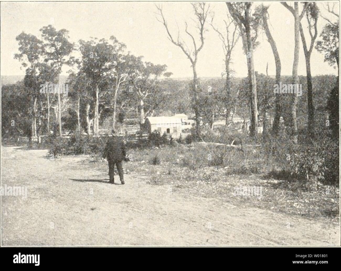 Immagine di archivio da pagina 67 del die Fauna südwest-Australiens Ergebnisse der. Die Fauna südwest-Australiens. Ergebnisse der Hamburger südwest-australischen Forschungsreise 1905 diefaunasdwest0101mich Anno: 1907 58 W. Michaelsen, Reisebericht, 1. Teil. aber nicht -, nein, den Wein müssen die West-Australier wohl selbst trinken, wenn sie ihn nun einmal gekeltert haben. Besser aber ist, wenn Sie die schönen Trauben, die nicht frisch gegessen werden können, zu verarbeiten Rosinen. Hierzu eignen sie sich vorzüglich. Bis jetzt wurden die Produkte der Landwirtschaft zum größten Teil im eigenen Land Foto Stock