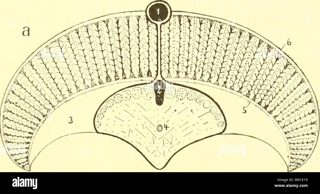 Immagine di archivio da pagina 80 del die Cephalopoden, ho Teil (1921). Die Cephalopoden, I. Teil diecephalopodeni1111naef Anno: 1921 a. NAUTILUS /O che Kiemenbänder, welche übrigens fleischig und nicht einfach häutig sind wie bei den Dibran- chiaten. Das Gefäß zuführende (2) verläuft ganz in der Tiefe, das abführende (1) auf der nach innen gerichteten Seite der Kieme; am Grunde jedoch kreuzen sie sich und es hat den Anschein, als ob die Organe hier eine torsione hätten erlitten. (Eine solclie Annahme wäre auch aus dem Vergleich mit den Chitonen und Gastropoden zu begründen!) - Zwischen zuführendem u Foto Stock
