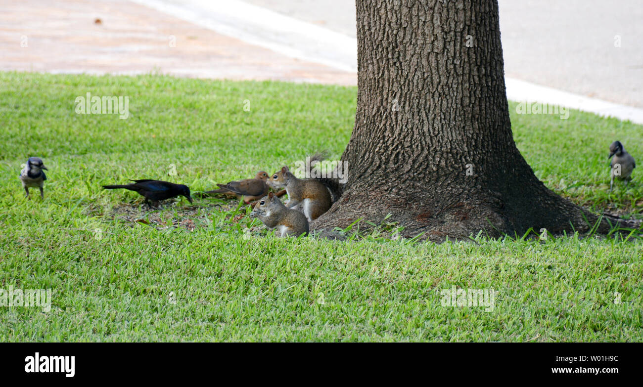 Scoiattoli e uccelli condividendo cibo su un giardino con un bellissimo prato verde nel paesaggio Foto Stock