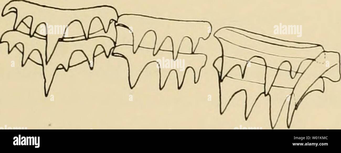 Immagine di archivio da pagina 92 del die Cephalopoden (1915). Die Cephalopoden diecephalopoden182chun Anno: 1915 Myopsida, Octopoda. 493 BoHfaetta diaphana (Hoyle). (Taf. LXXXII-LXXXIV, Textfig. 60 u. 61.) Fundort: Stazione 44: 5' 5,3' nördl. Br., iss 27,5' wesd. L. Verdkalnetz 3070 in (Südl. von Sierra Leone). O'' 26,3' nördl. Br., 6° 32' wesd. L. Vertil&lt;alnetz 4000 m. Golf von Guinea. Mi 51' nördl. Br., o 31,2' östl. L. Vertikalnetz 2000 m. Golf von Guinea. Stadon 50 stazione stazione 54 5 5 64 Stazione ferroviaria stazione 65 66b: Stazione 182: Stazione 190: Stazione 217: Stazione 231: Stazione 232: 2' 36,5' Foto Stock