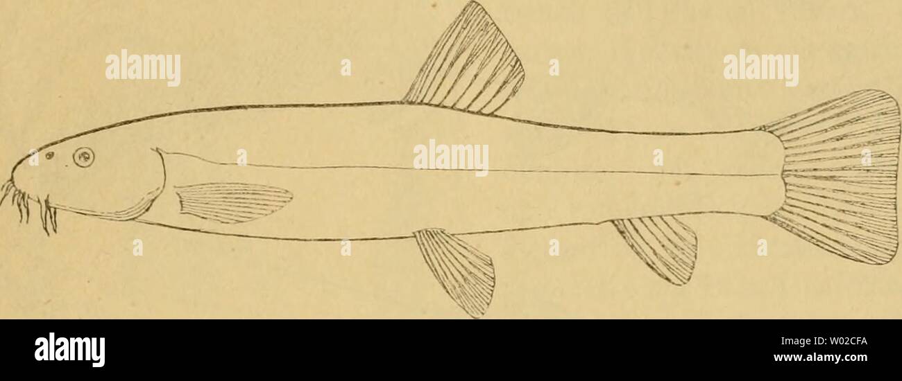 Immagine di archivio da pagina 134 di Die Fische der Ostsee (1883). Die Fische der Ostsee diefischederosts00mb Anno: 1883 123 Schriften: Linne 500. - Bloch I, 216, Tf. 31, Fig. i. - V. Siebold 335. -Heckel 11. Kner 298, Fig. 161. - Blanck 134. - Ben ecke 143 m. Abb. - Schlegel 122, T. 9, F. 5. - Günther VII, 344. - Moreau III, 436. 84. Cobitis barbatula L. Schmerle, Bartgrundel; dän. Smärling. R 3 7- 3!5- ß 7- Sechs Bartfäden an der Oberlippe, keine an der Unterlippe. Schlundzähne 8-10. Länge 10-15 cm, Färbung ähnlich wie beim Schlammpeitzger. Diese arte bewohnt die flachen, klaren und lebhaft Foto Stock