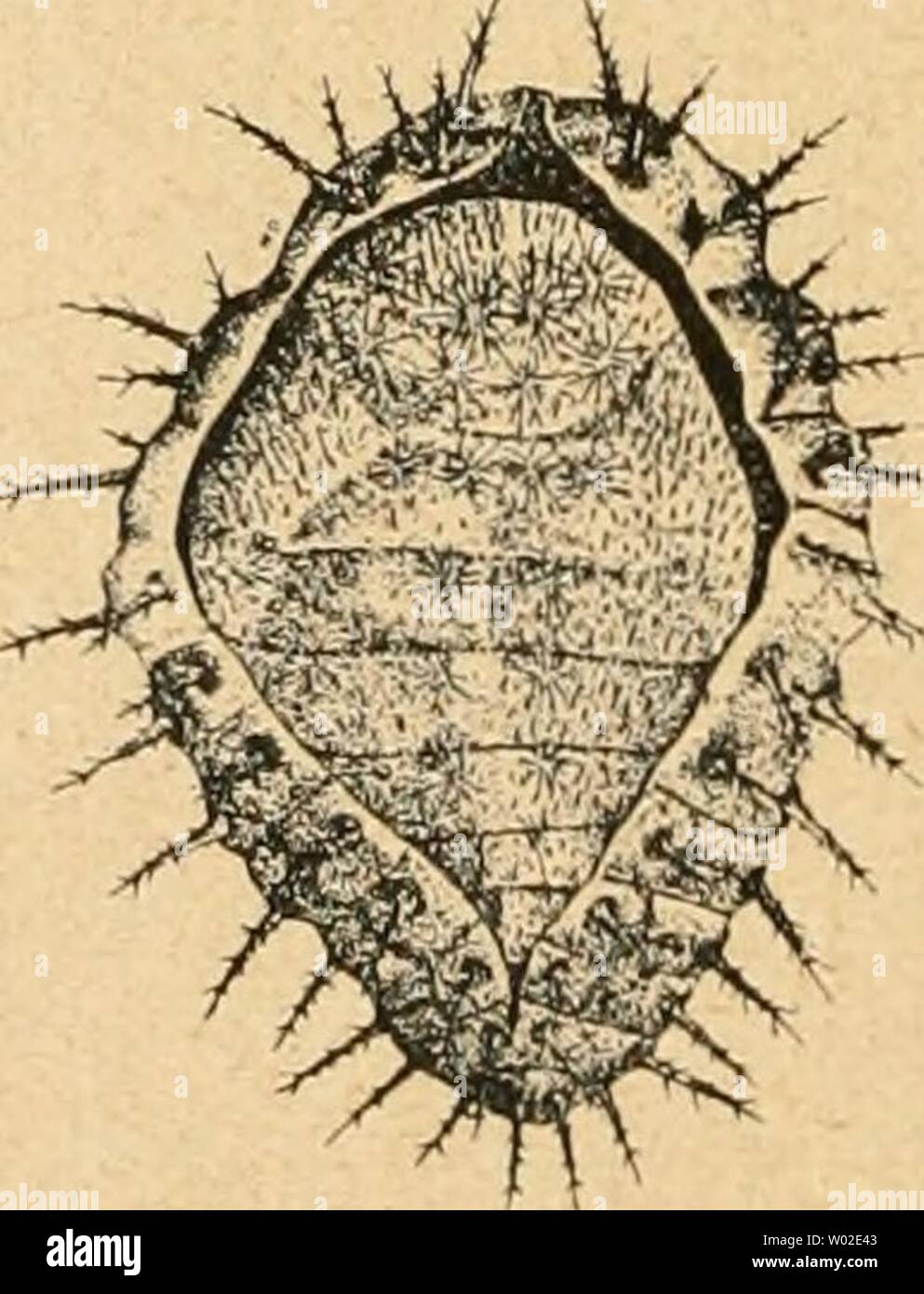 Immagine di archivio da pagina 137 di morire forstinsekten Mitteleuropas Ein Lehr-. Die forstinsekten Mitteleuropas. Ein Lehr- und handbuch dieforstinsekten02esch Anno: 1914 ABB. 59 B. Un Larve von Chilocorus bipustulatus L., b Puppe desselben (nach Silvestri), c Larve von Scymnus. - Orig. (Gez. M. Dingler). 6-14 und endlich Die Puppe 6-9 Tage. - Die ausgewachsene Larve befestigt sich mit dem Hinterende Mit Hilfe von im dopo liegenden Spinndrüsen un einem Pflanzenteil, um sich da zur Puppe zu verwandeln (abb. 59 A). Dabei wird ent- weder die letzte Larvenhaut abgestoßen und Gegen das Hinterende zu zus Foto Stock