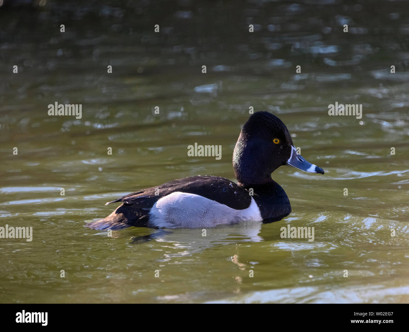 Bella anello collo maschio anatra nuoto nel lago. Uccello nero e grigio. Grigio, a righe e occhi gialli intensi. Anello rosso intorno al collo. Soleggiato Foto Stock