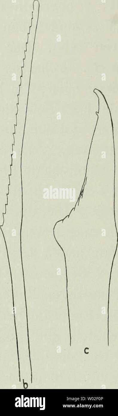 Immagine di archivio da pagina 139 di Die Fauna Südwest-Australiens; Ergebnisse, caldaia a recupero. Die Fauna Südwest-Australiens; Ergebnisse, caldaia a recupero. von W. Michaelsen und R. Hartmeyer diefaunasdwest04hamb Anno: 1907 122 H. AUGENER, Ventralborsteu. Ihre Form breit ist-eiförmig im Verhältnis von etwa IV2 zu 1; die Anheftungsstelle liegt etwas exzentrisch und anterozentral. Im Foto Stock