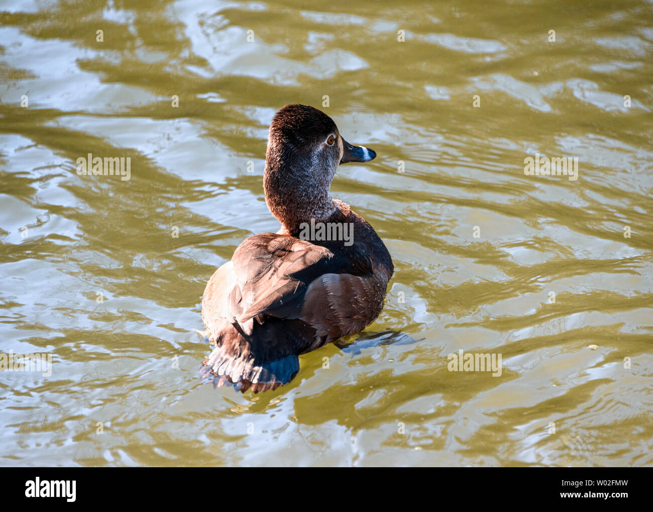 Bella anello collo femmina anatra nuoto nel lago. Uccello piuma marrone. Grigio, a righe e occhi gialli intensi. Anello rosso intorno al collo. Soleggiato, Foto Stock