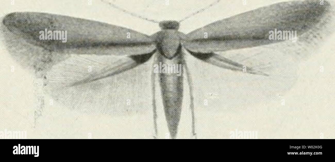 Immagine di archivio da pagina 147 di morire forstinsekten Mitteleuropas Ein Lehr-. Die forstinsekten Mitteleuropas. Ein Lehr- und handbuch dieforstinsekten03esch Anno: 1914 132 IL Spezieller Teil. alten weiten Fassung bei und pièces sie in eine Anzahl Unterfamilien ein, die den von Staudinger-Rebel, Spuler, Börner, Hering RSU. als Familien betrachteten Gruppen entsprechen. Die Motten oder Tineideii sind kleine, oft winzige, zarte vacillare mit ge- streckten, oft sehr schmalen, meist zugespitzten Flügeln (abb. 79). Diese sind gewöhnlich mit auffallend langen Fransen besetzt, die fast immer gegen den Innen Foto Stock