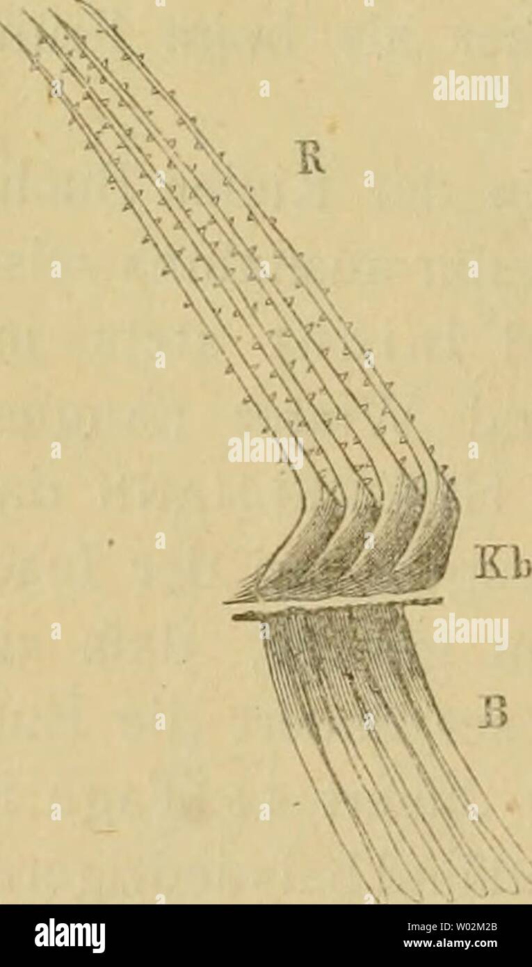 Immagine di archivio da pagina 149 di Die Fische der Ostsee (1883). Die Fische der Ostsee diefischederosts00mb Anno: 1883 Ein Spaltfufskrebs (Te/nora longicornis) unten in natürlicher Gröfse, oben vergröfsert. z. B. in der Wittlingskuhle fanden kann Ihre wichtigste Nahrung bilden in unsern Ostseebuchten Copepoden oder Spaltfufskrebse, kleine, ungefähr i mm grofse Krebschen, welche schwimmen und welche der Hering mit dem Athemwasser in die Mundhöhle zieht. Hier werden Sie aus diesem abfiltrirt durch ein enges Gitter von Dornen, welche auf der Innern Seite der Kiemenbogen stehen. Ausgewachsene Hering Foto Stock