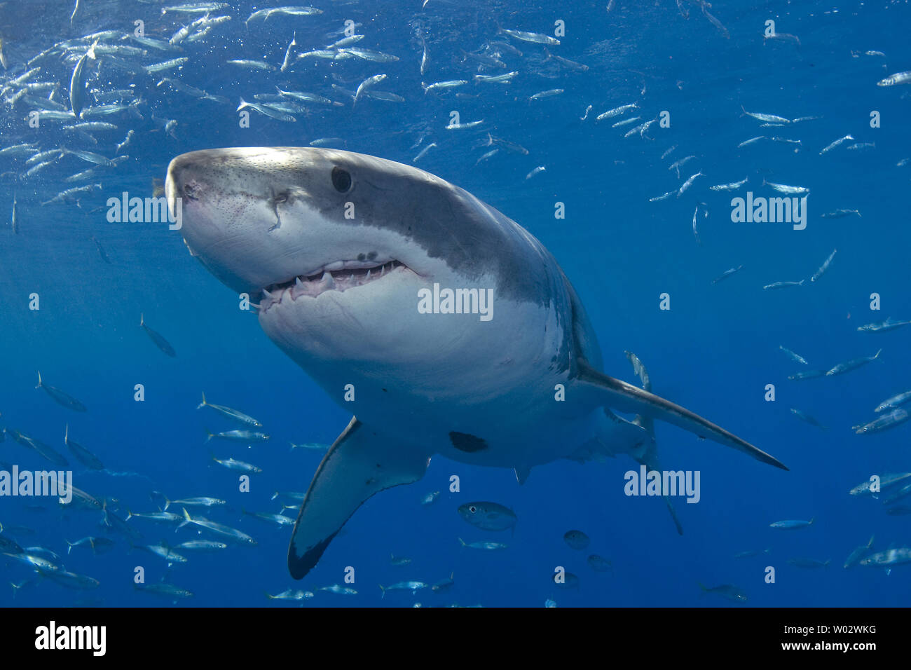 Un grande bianco è osservata durante la ricerca comportamentale studi condotti su grandi squali bianchi off di Isla Guadalupe, in Messico il 15 settembre 2008. Club Cantamar, principalmente di un tour operator ha ramificato nel condurre una ricerca coordinata con Isla Guadalupe conservazione per proteggere le specie di squali mentre per offrire ai turisti in Messico la possibilità di osservare anche gli squali come essi migrano attraverso la zona. La conservazione dei rapporti di agenzia le sue conclusioni al governo messicano che mantiene autorità sulla concessione di questa attività. (UPI foto/Joe Marino) Foto Stock