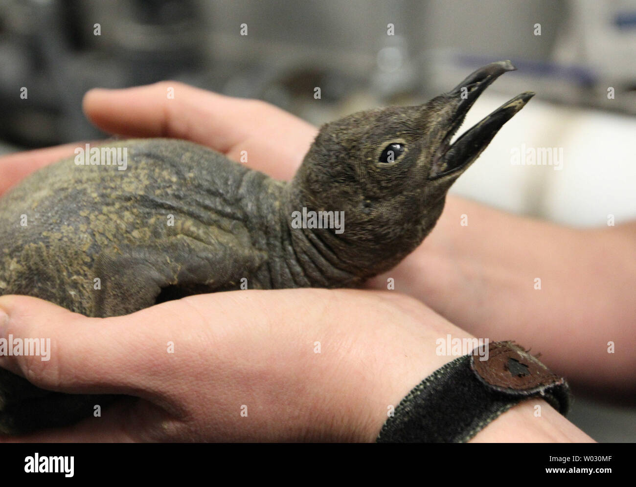 Un pulcino di bambino pinguino reale è preparato per il suo quotidiano del peso al Penguin & Puffin costa a Saint Louis Zoo di San Luigi il 18 gennaio 2012. Il pulcino viene allevato dai suoi genitori e ÒFrancineÓ ÒKaiju'. Un pinguino reale chick portelloni dopo circa 55 giorni, poi i suoi genitori continuano a tenere al caldo sotto il ventre lembo per 30-40 giorni fino a quando non diventa troppo grande per il coperchio. Essi continuano a condividere i dazi di alimentazione per circa otto mesi. Non è ancora noto se il pulcino è un maschio o una femmina. Questo uccello è uno dei più grandi specie di pinguino. Come un adulto, pesa circa 33 libbre, seconda solo a t Foto Stock