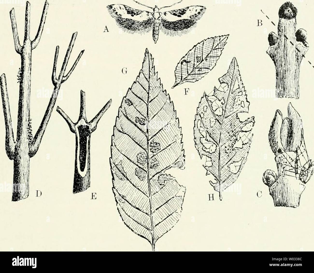 Immagine di archivio da pagina 170 di morire forstinsekten Mitteleuropas Ein Lehr-. Die forstinsekten Mitteleuropas. Ein Lehr- und handbuch dieforstinsekten03esch Anno: 1914 I. Unterordnung: Microlepidoptera, Familie Tineidae. 155 Seite des Blattes und das Blattfleisch, così daß nur die Unterhaut des Blattes stehen bleibt (abb. 104 g). Bei weiterem Wachstum sucht die Raupe zwischen Blättern aufeinanderliegenden Schutz, spinnt sie zusammen und frißt grosse Löcher, welche mit einigen Spinnfäden, in denen Kotklümpchen hängen, ijberzogen werden (abb. 104 H). Die Verpuppung findet Ende Juli, Anfang Agosto mei Foto Stock