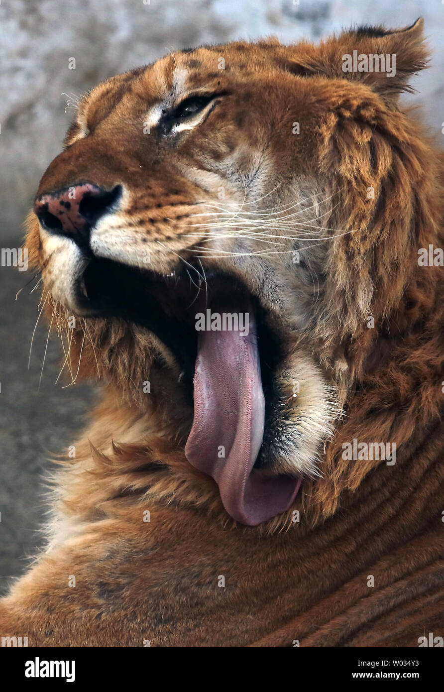 Turisti e alimentare le tigri siberiane presso il Parco della Tigre Siberiana in Harbin, la capitale della Cina nord-est della provincia di Heilongjiang, 17 gennaio 2015. Il parco che è il più grande centro di allevamento per le specie, permette ai visitatori di inviare Sheep ($100), polli ($25) e vacche ($350) alle loro morti da li guarda di essere rilasciato in tiger aree per un prezzo nominale. La tigre siberiana è la più grande del mondo la grande gatti. Foto di Stefano rasoio/UPI Foto Stock