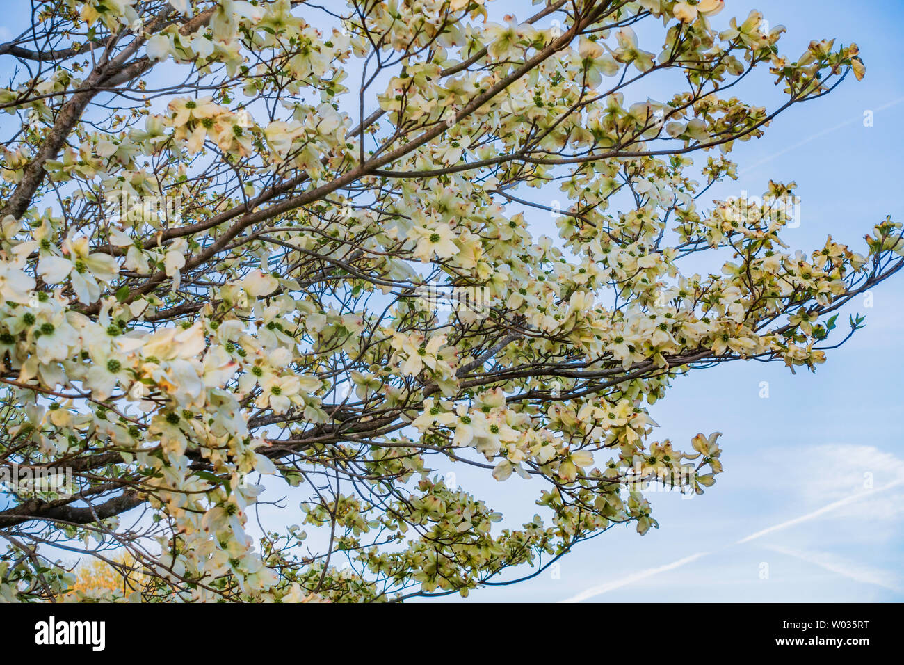 Rami della fioritura bianco sanguinello, Cornus florida, Bethamidamidia florida (L.) Spach. Contro un cielo blu. Stati Uniti d'America. Foto Stock