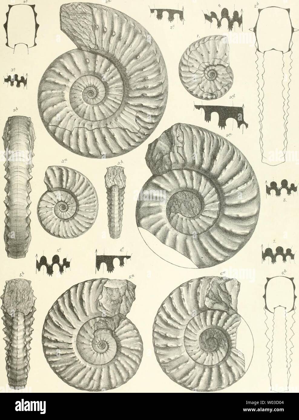 Immagine di archivio da pagina 188 di morire Cephalopodenfauna der Reiflinger Kalke. Die Cephalopodenfauna der Reiflinger Kalke diecephalopodenf00arth Anno: 1896 6.v:Ai'fliaber: Cephalopodenfauna der Reiflinger Kalke .(T.iCJQ) TaC.XXm. A.Svn&GT;boäa.n.d.Nat.gezu.lith. UlhstTTh.Biamwarib,Wen. n(!ilräjjoziirP;il;i""(Mil(tlo((it! (Tcslorrt'irli l'ii()anis und drs Orimls, licniii,s(|c(|(!l)(MiY(iiil'ror.l)!V.&GT;Vn&lt;i(|(;n,I!(I.X,l(t)0. Verlag v.WilhBraumüller.k.u.k.Hof-u.Universitiits-Buchhändler in Wien Foto Stock