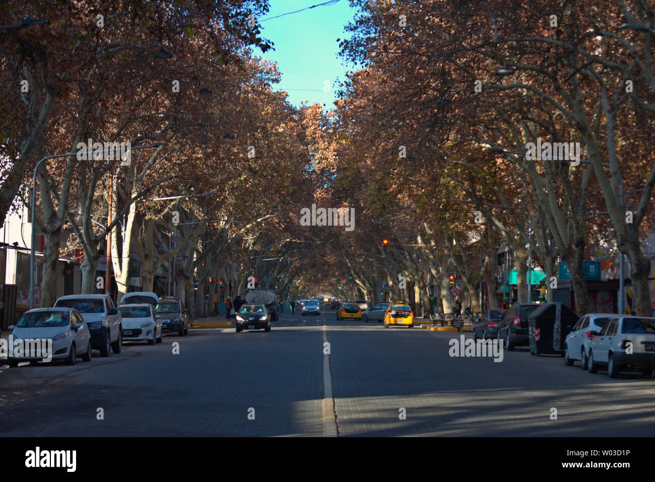 Colpo in prospettiva di San Martin Avenue a Mendoza, Argentina. Un eccellente esempio di forestazione estensiva della città. Foto Stock