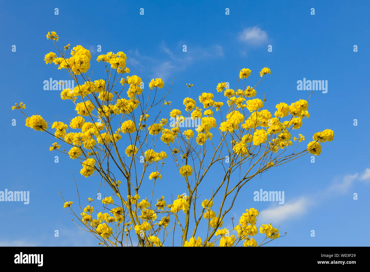 Giallo tabebuia fiorisce sul cielo blu sullo sfondo,Fuzhou,Cina Foto Stock