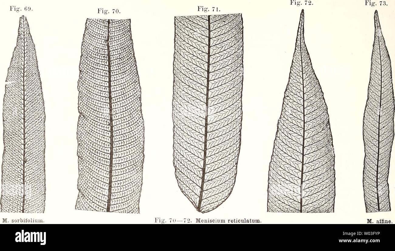 Immagine di archivio da pagina 195 di morire farnkräuter der jetztwelt, zur. Die farnkräuter der jetztwelt, zur untersuchung und bestimmung, der in den formationen der erdrinde eingeschlossenen überreste von vorweltlichen arten dieser ordnung nach flächen dem-skelet diefarnkruterder00etti Anno: 1865 170 ASPiniACEAE. Menisciimi sorbifolium Willd. Fi- T;ii: lo4, Fig. 8. Brasilien, Perù, Suriname. Gordopterls nervo primärio valido, recto; nerris secuiufarös angulis suhacuiis eqredientihus, promi- nentihus, pauUatim convergentibus ] nervis tertiäriU pdarihm mb angulis Sö-5Cf orientibm, sirnplicihns, sa Foto Stock