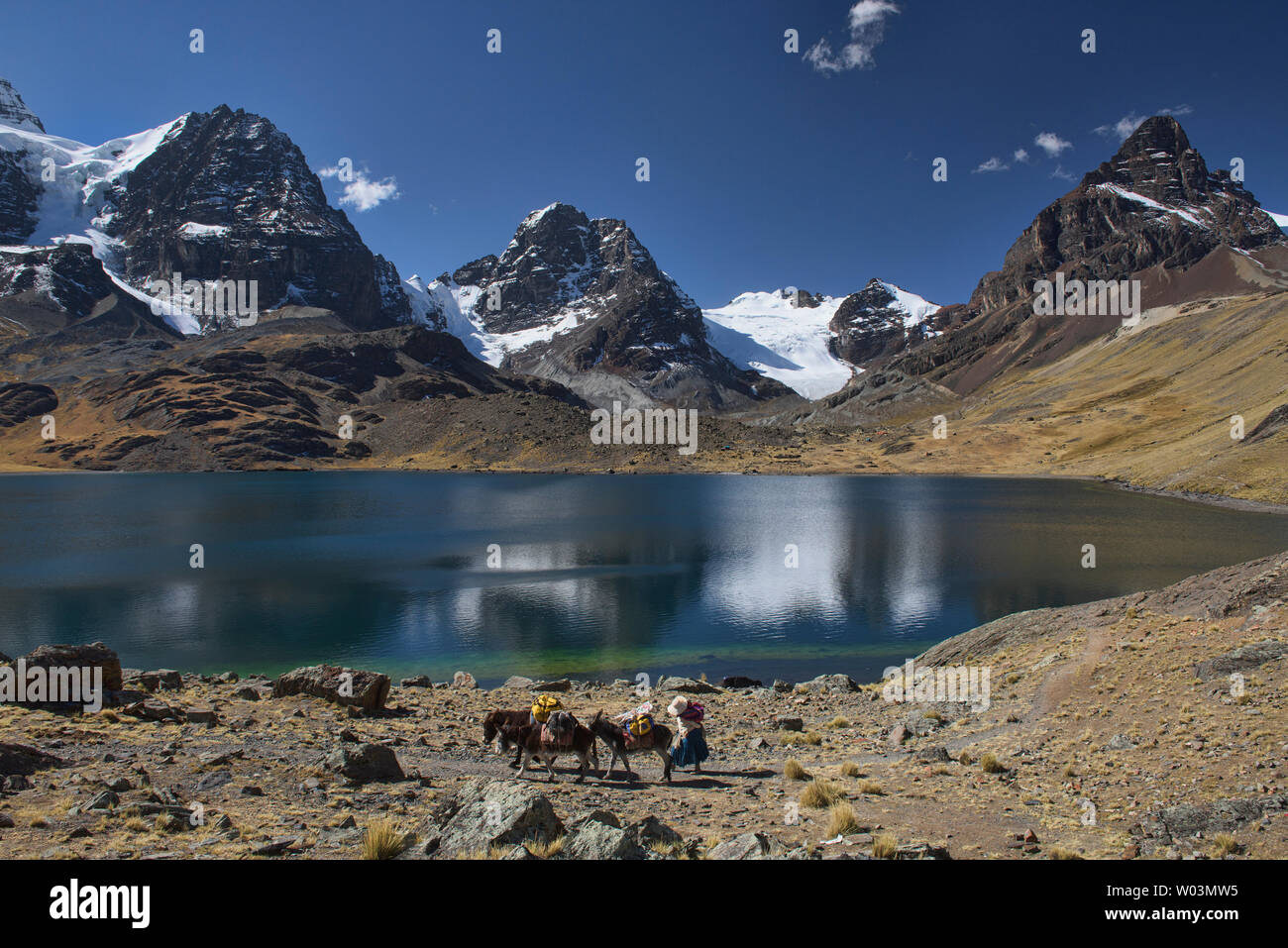 Pack muli al Chiar Khota Lago e Condoriri Basecamp lungo la cordigliera Real traversa, Bolivia Foto Stock