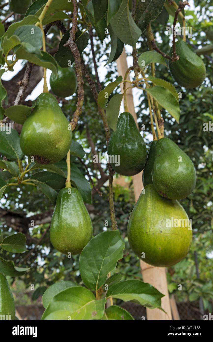 Natural bellissimo albero di avocado paesaggio in Panama Foto Stock