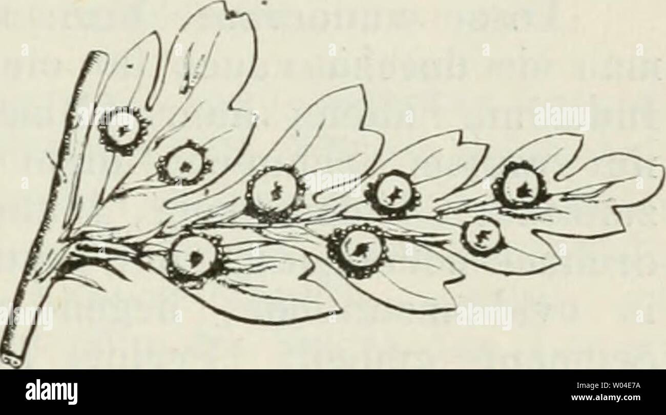 Immagine di archivio da pagina 256 di morire Farnkräuter der Erde . Die Farnkräuter der Erde : beschreibende Darstellung der geschlechter und wichtigeren Arten der Farnpflanzen mit besonderer Berücksichtigung der Exotischen diefarnkruterd00chriuoft Anno: 1897 Aspidium Suartz. 241 /2 cm lang, verkehrt-ovale, keilig herablaufend gestielt, mit 2-3 scharfen grannigen Zähnen vorderen Am Rande. Textur fest, veloce lederig, Ober- fläche schimmernd, glatt, Farbe dunkelgrün. Nerven gegabelt, Sori lordo, Indusium herzförmig, oft kreisrund veloce, flach, aber nicht schildförmig, festhäutig. Eine Alpenform der hohen un Foto Stock