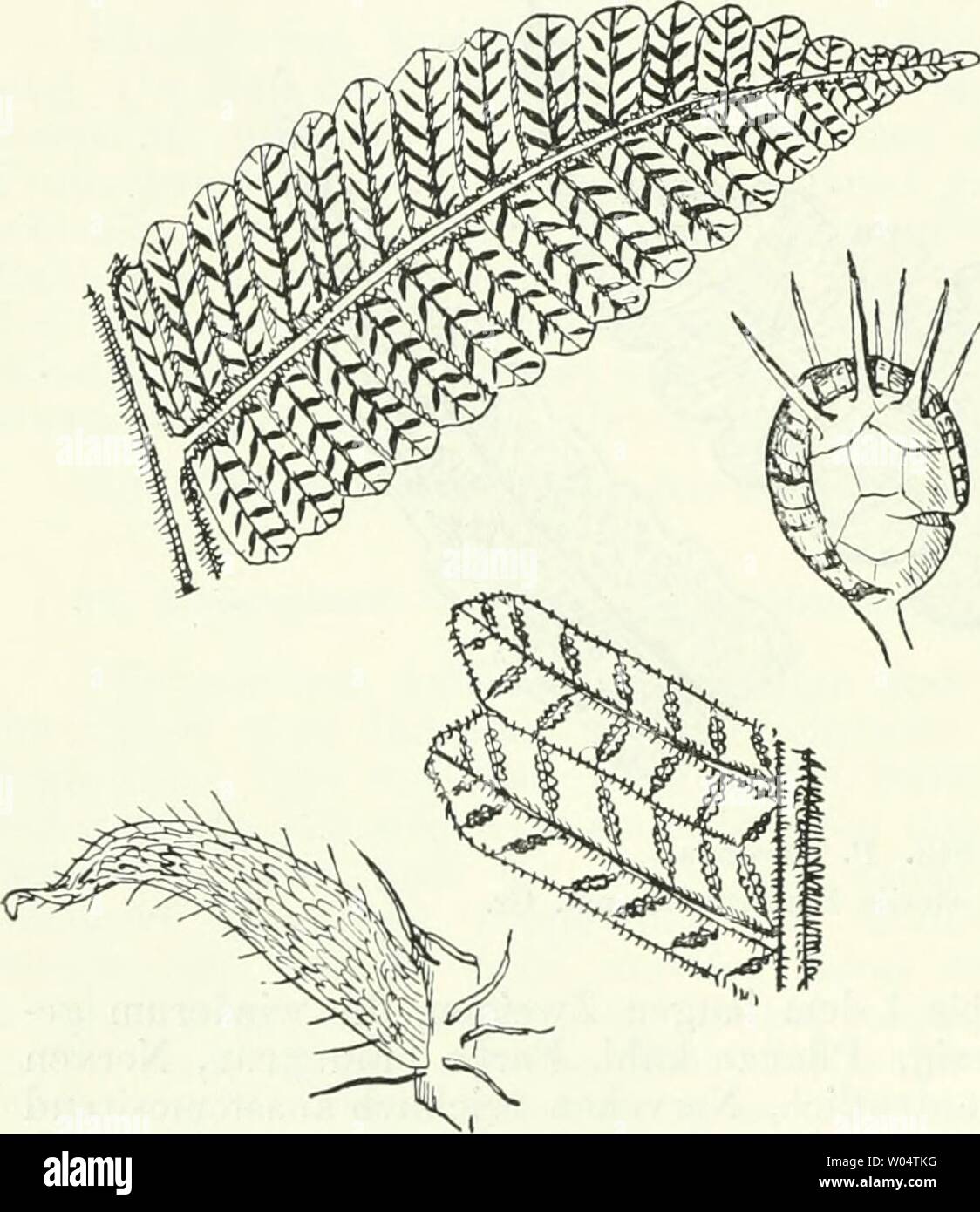 Immagine di archivio da pagina 283 di morire Farnkräuter der Erde . Die Farnkräuter der Erde : beschreibende Darstellung der geschlechter und wichtigeren Arten der Farnpflanzen mit besonderer Berücksichtigung der Exotischen diefarnkruterd00chriuoft Anno: 1897 268 Zweiter Tlieil. Beschreibung der Gruppen, Geschlechter und Arten. randi'gen, zugespitzten und an der base leicht keiligen Seitenfiedern von Decimeterlänge und 2 cm Breite, die sterilen breiter als die iertilen. Textur krautig, Farbe dunkel, Nervengruppen gefiedert, etwa vier Nervchen jederseits; unterste in sehr spitzem Winkel mit den der nä Foto Stock