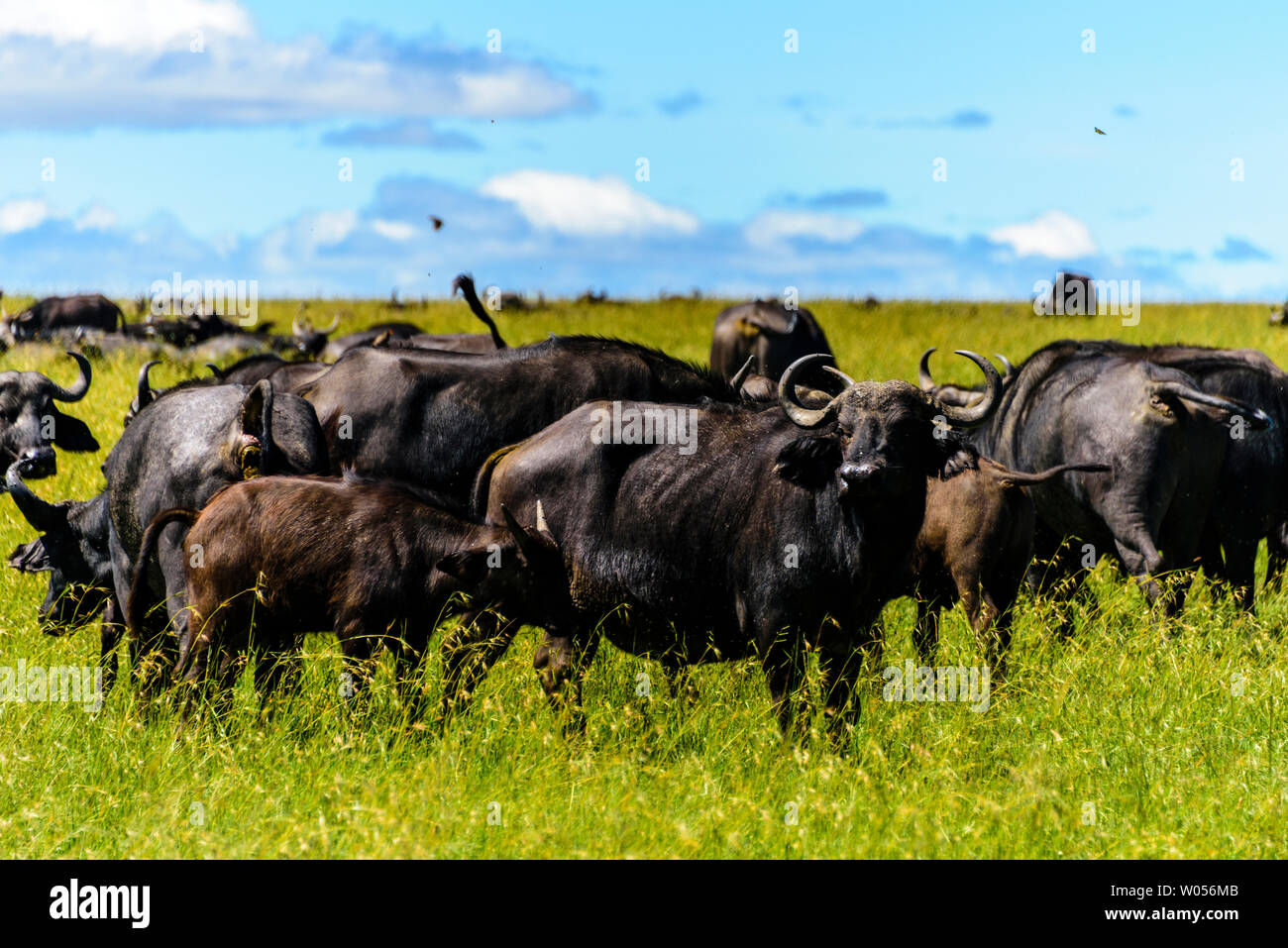 African BUFALO SELVATICO Foto Stock